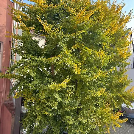 Cilantro Przy Starym Rynku Apartment