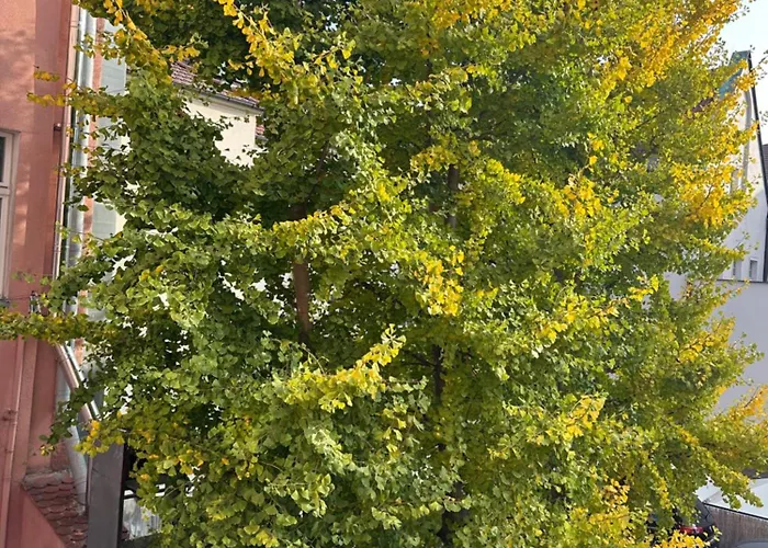 Cilantro Przy Starym Rynku Apartament